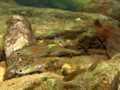 IMG_1745_DxOQuare-guppies • <a style="font-size:0.8em;" href="http://www.flickr.com/photos/142691167@N05/38145453124/" target="_blank">View on Flickr</a>