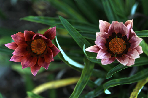 Flower pair