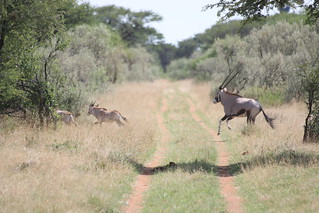 Namibia Luxury Hunting Safari 307