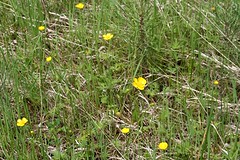 Anglų lietuvių žodynas. Žodis tall field buttercup reiškia aukštas srityje vėdrynas lietuviškai.