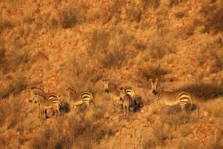 South Africa Hunting Safari - Northern Cape 81