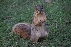 156/365/3443 (November 14, 2017) - Autumn Squirrels in Ann Arbor at the University of Michigan (November 14th & 15th, 2017)