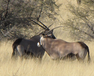 Namibia Hunting Safari 48