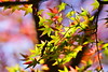 紅葉