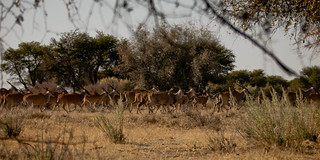 Namibia Hunting Safari 43