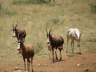 Namibia Hunting Safari 37