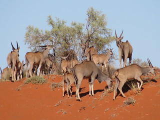 South Africa Hunting Safari - Northern Cape 49