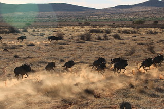 South Africa Hunting Safari - Northern Cape 92