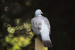 a pigeon on a pole