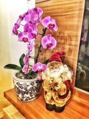 2017-12-11 Orquídeas e Papai Noel ##project365 #day5