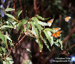 IMG_7484_Monarchs in Santa Cruz