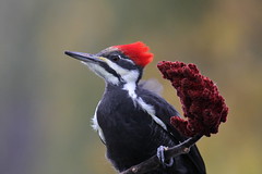 *** Pileated Woodpecker / Grand Pic