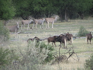 Namibia Hunting Safari 30