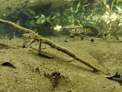 _3120407_DxO2M16maleguppies • <a style="font-size:0.8em;" href="http://www.flickr.com/photos/142691167@N05/24989411288/" target="_blank">View on Flickr</a>