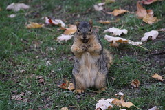 157/365/3444 (November 15, 2017) - Autumn Squirrels in Ann Arbor at the University of Michigan (November 14th & 15th, 2017)