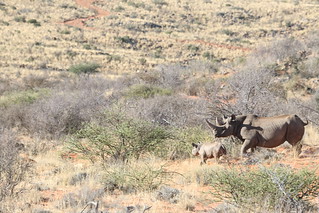 South Africa Hunting Safari - Northern Cape 23