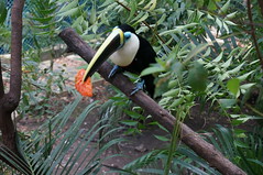 Toucan with Fruit • <a style="font-size:0.8em;" href="http://www.flickr.com/photos/28558260@N04/24118918497/" target="_blank">View on Flickr</a>