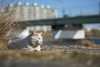 河川敷のぬこ