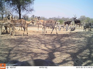 Zimbabwe Hunting Safari 63
