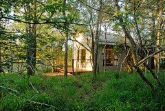 Umkhumbi Lodge: room in the forest pic Roger de la Harpe