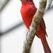 Summer Tanager (m)