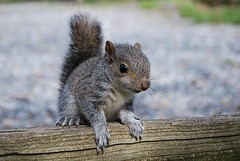 Anglų lietuvių žodynas. Žodis squirrelly reiškia a  kaip voverė 2 amer. nerimstantis lietuviškai.
