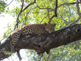 Zimbabwe Hunting Safari 54