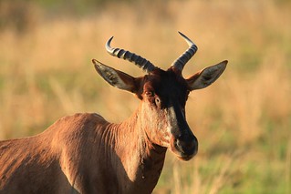 Zimbabwe Hunting Safari 72