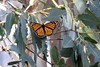 16 Pismo Beach Monarch Butterfly Grove 2.2.18 • <a style="font-size:0.8em;" href="http://www.flickr.com/photos/36838853@N03/40223823952/" target="_blank">View on Flickr</a>