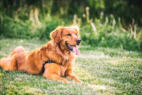 1000+ Amazing Dog Images - Download Free Photos - VisualHunt