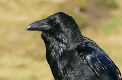 Raven -Corvus corax - Dorset coast -100118 (23) _Explored
