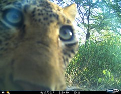 Umkhumbi curious leopard eyeing a camera trap