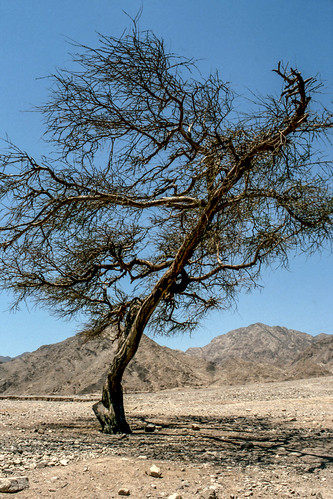 desert tree, St. Katrine