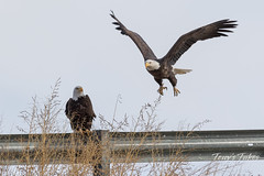 Female Bald Eagle launches into the air