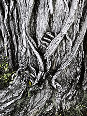 Anglų lietuvių žodynas. Žodis woodcut reiškia n  medžio raižinys 2 = woodblock 2 lietuviškai.