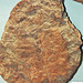 Fossil leaf (Tertiary; Mammoth Mountain, Aldan River Valley, Siberia, Russia)