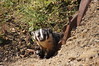 Badger by Santa Monica Mountains National Recreation Area, on Flickr