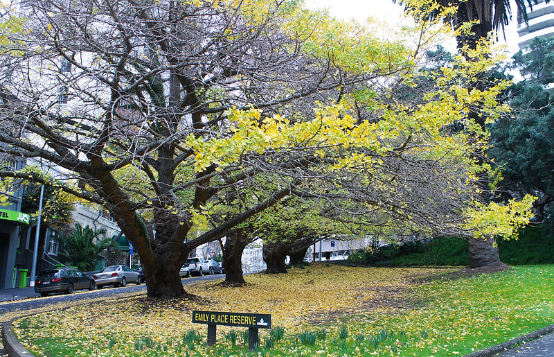 Yellow Tree - Auckland, NZ<br/>© <a href="https://flickr.com/people/13722680@N08" target="_blank" rel="nofollow">13722680@N08</a> (<a href="https://flickr.com/photo.gne?id=26141101318" target="_blank" rel="nofollow">Flickr</a>)