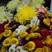 Flower Exhibition