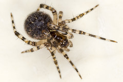 15/365  Cobweb Spider  (Theridion)