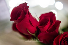045/365 : Red roses