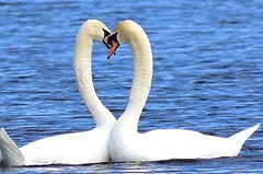 3175 Mute Swans Lovers Twosome @ Connetquot River.