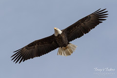 Female Bald Eagle soars with ease