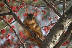 211/365/3498 (January 8, 2018) - Squirrels in Ann Arbor on a Winter