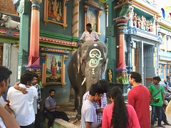 Elephant at Manakula Vinayagar Temple in Pondicherry