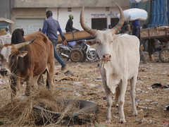 SenegalCattleMarket006