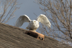 Snow Owl takes flight - sequence - 2 of 9