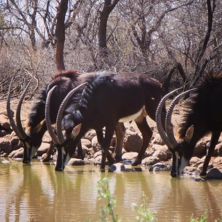 Zimbabwe Hunting Safari 75