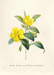 Antique plant drawn by Pierre-Joseph Redouté(1759-1840 ) by rawpixel.com