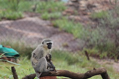 Anglų lietuvių žodynas. Žodis vervet monkey reiškia markatos beždžionė lietuviškai.
